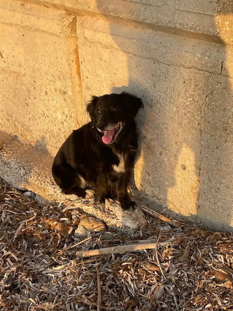 Älterer schwarzer Hund ruht in der Abendsonne an einer Mauer
